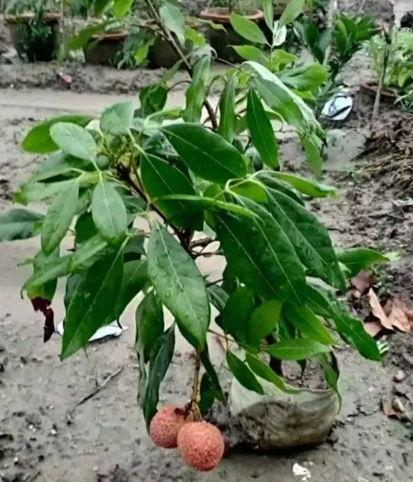 Bahan_Traders_Dwarf_Thai_Litchi_Grafted_Plant_-_Tropical_Rare_Lychee_Fruit_Tree_(1_Healthy_Hybrid_Live_Plant,_Height_1.5_-_3_Feets)_Plant_In_Polybag