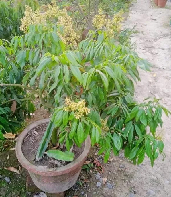 Bahan_Traders_Dwarf_Thai_Litchi_Grafted_Plant_-_Tropical_Rare_Lychee_Fruit_Tree_(1_Healthy_Hybrid_Live_Plant,_Height_1.5_-_3_Feets)_Plant_In_Polybag