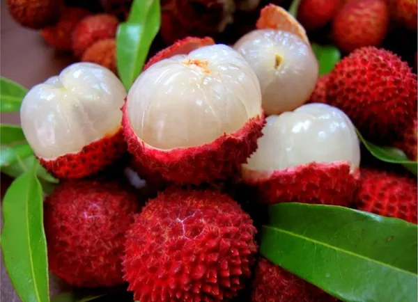 Bahan_Traders_Dwarf_Thai_Litchi_Grafted_Plant_-_Tropical_Rare_Lychee_Fruit_Tree_(1_Healthy_Hybrid_Live_Plant,_Height_1.5_-_3_Feets)_Plant_In_Polybag