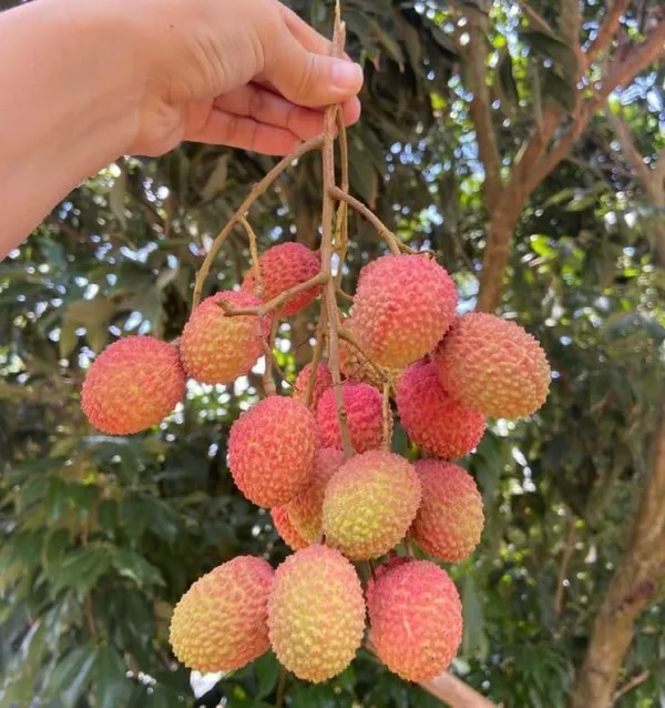 Bahan_Traders_Dwarf_Thai_Litchi_Grafted_Plant_-_Tropical_Rare_Lychee_Fruit_Tree_(1_Healthy_Hybrid_Live_Plant,_Height_1.5_-_3_Feets)_Plant_In_Polybag
