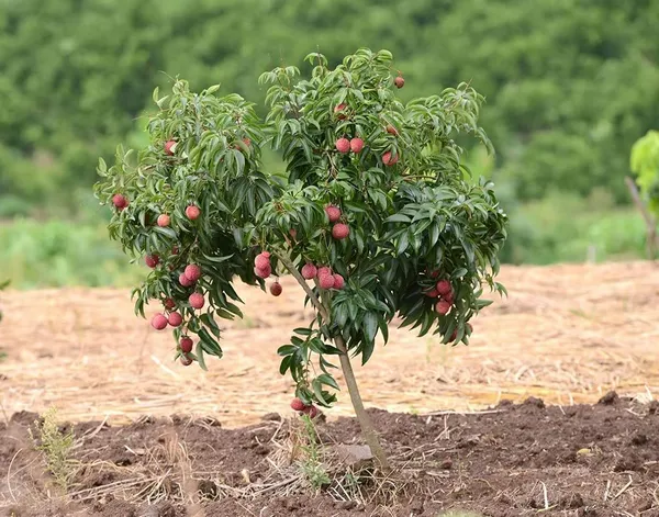 Bahan_Traders_Dwarf_Thai_Litchi_Grafted_Plant_-_Tropical_Rare_Lychee_Fruit_Tree_(1_Healthy_Hybrid_Live_Plant,_Height_1.5_-_3_Feets)_Plant_In_Polybag