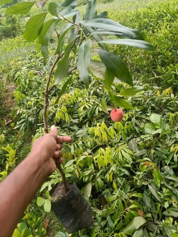 Bahan_Traders_Dwarf_Thai_Litchi_Grafted_Plant_-_Tropical_Rare_Lychee_Fruit_Tree_(1_Healthy_Hybrid_Live_Plant,_Height_1.5_-_3_Feets)_Plant_In_Polybag