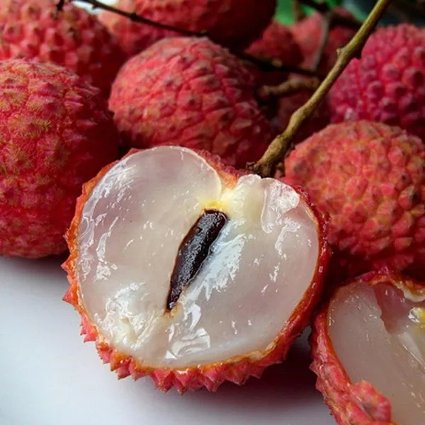 Bahan_Traders_Dwarf_Thai_Litchi_Grafted_Plant_-_Tropical_Rare_Lychee_Fruit_Tree_(1_Healthy_Hybrid_Live_Plant,_Height_1.5_-_3_Feets)_Plant_In_Polybag
