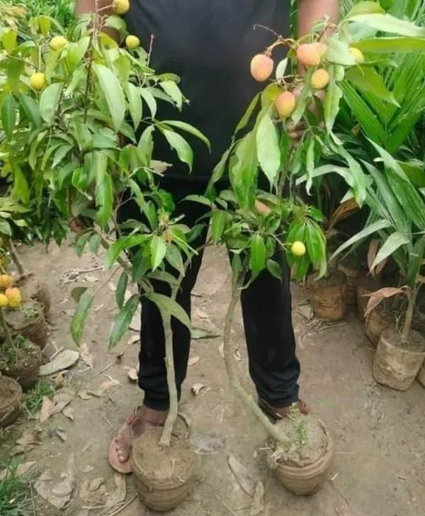 Bahan_Traders_Dwarf_Thai_Litchi_Grafted_Plant_-_Tropical_Rare_Lychee_Fruit_Tree_(1_Healthy_Hybrid_Live_Plant,_Height_1.5_-_3_Feets)_Plant_In_Polybag