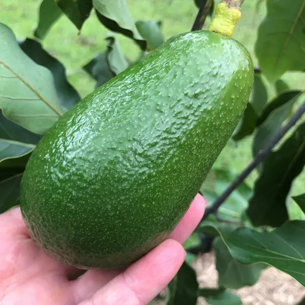 Thai_Hass_Varitey_Avocado_Hybrid_Fruit_Seedling_Plant_(Pack_Of_-_1)