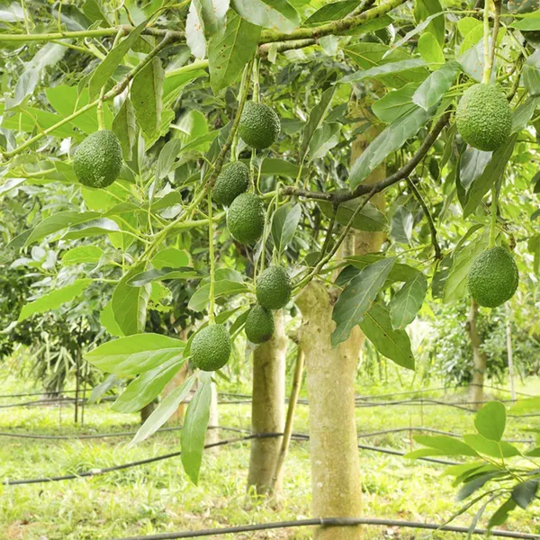 Thai_Hass_Varitey_Avocado_Hybrid_Fruit_Seedling_Plant_(Pack_Of_-_1)