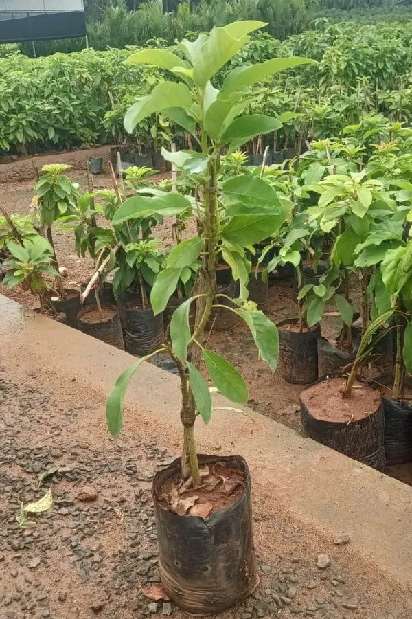 Thai_Hass_Varitey_Avocado_Hybrid_Fruit_Seedling_Plant_(Pack_Of_-_1)