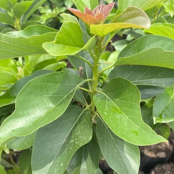 Thai_Hass_Varitey_Avocado_Hybrid_Fruit_Seedling_Plant_(Pack_Of_-_1)