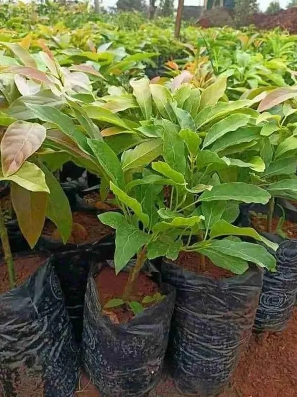 Thai_Hass_Varitey_Avocado_Hybrid_Fruit_Seedling_Plant_(Pack_Of_-_1)