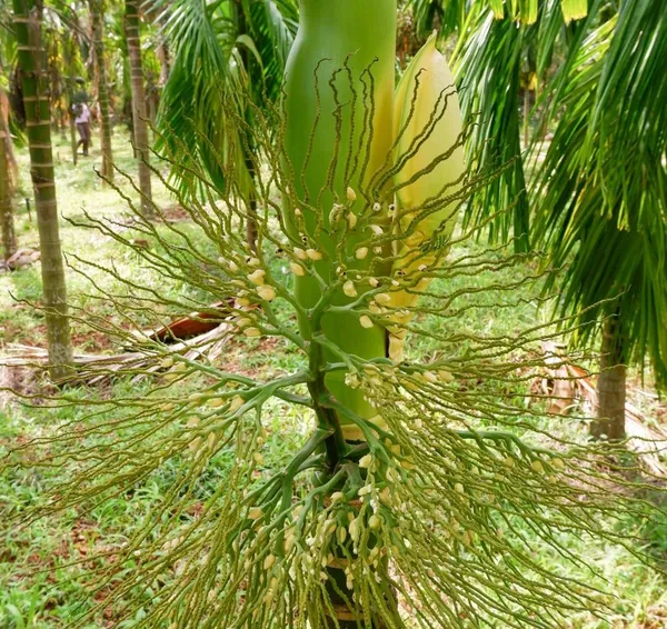 Bahan_Traders_Andamaneese_Hybrid_Areca_Nut_Plant,Super_Early_Fruit,King_-_Size_Nut_For_Home_Garden,1_Healthy_Plant_In_Grow_-_Bag
