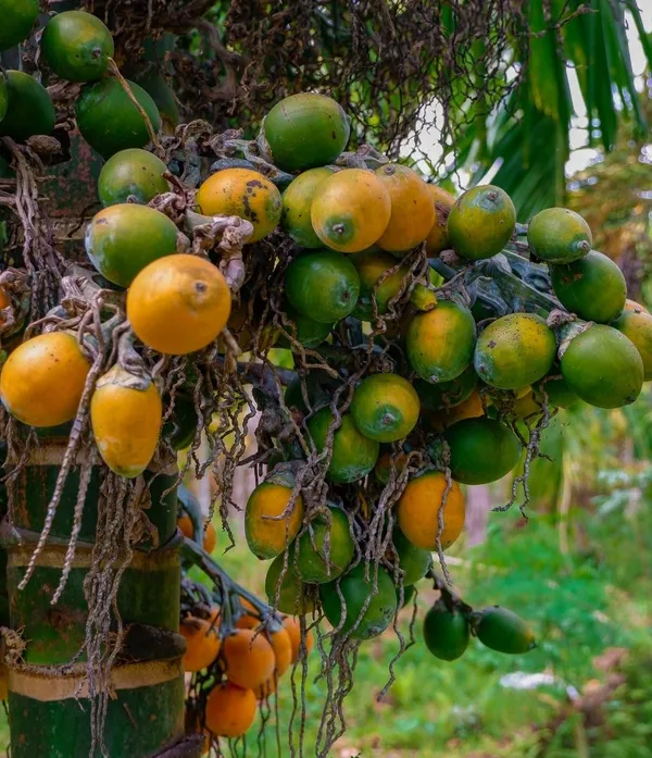 Bahan_Traders_Andamaneese_Hybrid_Areca_Nut_Plant,Super_Early_Fruit,King_-_Size_Nut_For_Home_Garden,1_Healthy_Plant_In_Grow_-_Bag