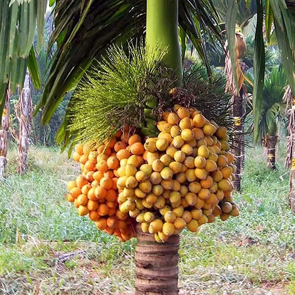 Bahan_Traders_Andamaneese_Hybrid_Areca_Nut_Plant,Super_Early_Fruit,King_-_Size_Nut_For_Home_Garden,1_Healthy_Plant_In_Grow_-_Bag
