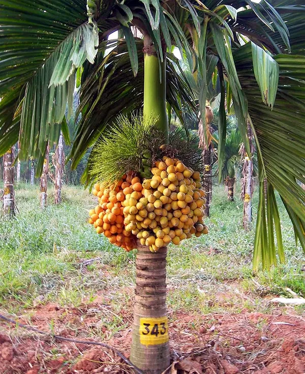 Bahan_Traders_Andamaneese_Hybrid_Areca_Nut_Plant,Super_Early_Fruit,King_-_Size_Nut_For_Home_Garden,1_Healthy_Plant_In_Grow_-_Bag