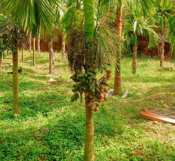 Bahan_Traders_Andamaneese_Hybrid_Areca_Nut_Plant,Super_Early_Fruit,King_-_Size_Nut_For_Home_Garden,1_Healthy_Plant_In_Grow_-_Bag