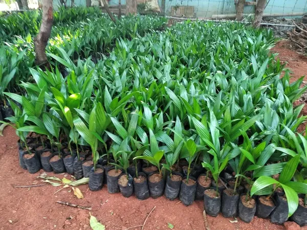Bahan_Traders_Andamaneese_Hybrid_Areca_Nut_Plant,Super_Early_Fruit,King_-_Size_Nut_For_Home_Garden,1_Healthy_Plant_In_Grow_-_Bag