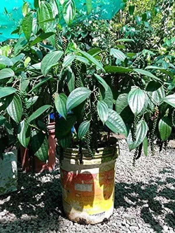 Bahan_Traders_Live_Black_Pepper_Spice_Plant_For_Home_Garden_-_Very_Healthy_Air_Layering_Kali_Mirch_Plant_-_Easy_-_To_-_Grow_Peppercorn_-_Indoor__Outdoor_Growing_Plants
