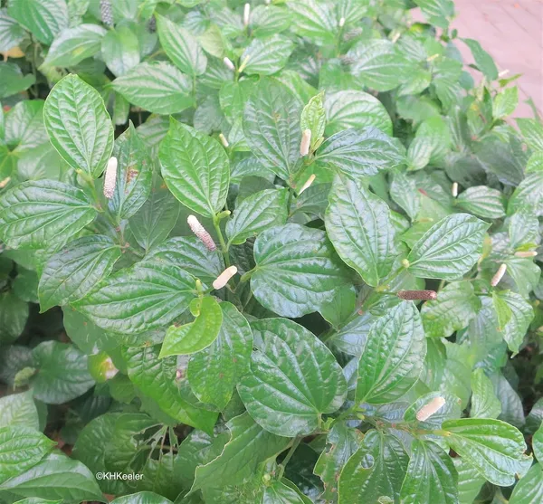 Bahan_Traders_Live_Black_Pepper_Spice_Plant_For_Home_Garden_-_Very_Healthy_Air_Layering_Kali_Mirch_Plant_-_Easy_-_To_-_Grow_Peppercorn_-_Indoor__Outdoor_Growing_Plants