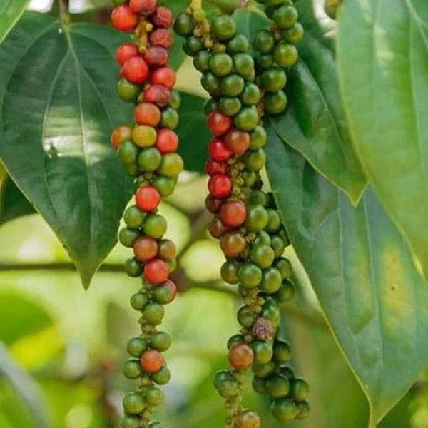 Bahan_Traders_Live_Black_Pepper_Spice_Plant_For_Home_Garden_-_Very_Healthy_Air_Layering_Kali_Mirch_Plant_-_Easy_-_To_-_Grow_Peppercorn_-_Indoor__Outdoor_Growing_Plants