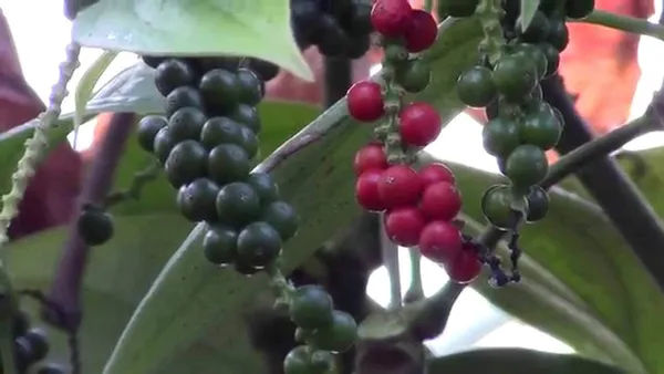 Bahan_Traders_Live_Black_Pepper_Spice_Plant_For_Home_Garden_-_Very_Healthy_Air_Layering_Kali_Mirch_Plant_-_Easy_-_To_-_Grow_Peppercorn_-_Indoor__Outdoor_Growing_Plants