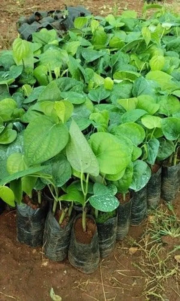 Bahan_Traders_Live_Black_Pepper_Spice_Plant_For_Home_Garden_-_Very_Healthy_Air_Layering_Kali_Mirch_Plant_-_Easy_-_To_-_Grow_Peppercorn_-_Indoor__Outdoor_Growing_Plants