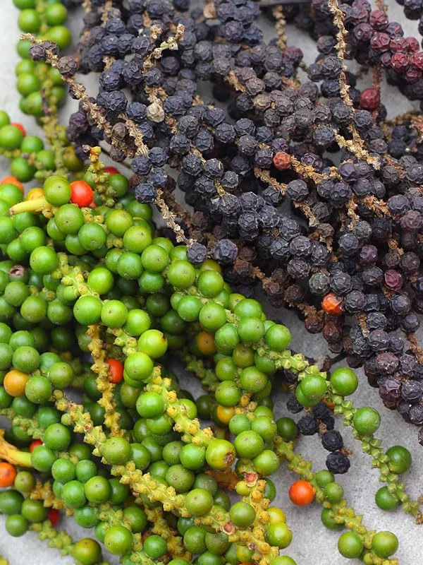 Bahan_Traders_Live_Black_Pepper_Spice_Plant_For_Home_Garden_-_Very_Healthy_Air_Layering_Kali_Mirch_Plant_-_Easy_-_To_-_Grow_Peppercorn_-_Indoor__Outdoor_Growing_Plants