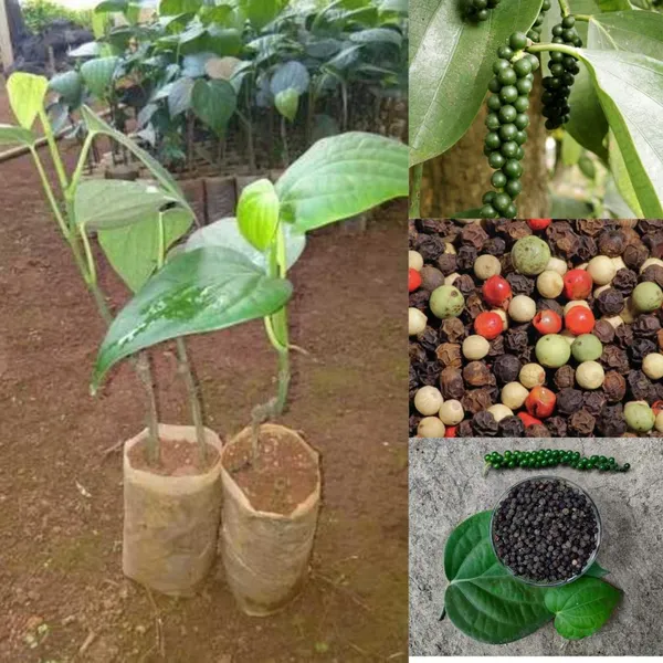 Bahan_Traders_Live_Black_Pepper_Spice_Plant_For_Home_Garden_-_Very_Healthy_Air_Layering_Kali_Mirch_Plant_-_Easy_-_To_-_Grow_Peppercorn_-_Indoor__Outdoor_Growing_Plants