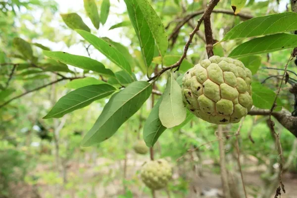 Bahan_Traders_Exclusive_Thai_Golden_Sugar_Apple__Sitafal_Live_Fruit_Plant,_Grafted_Custard_Apple_(1_-_1.5_Ft_Size)_Healthy_Tree_With_Pollybag