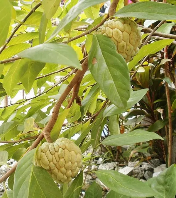 Bahan_Traders_Exclusive_Thai_Golden_Sugar_Apple__Sitafal_Live_Fruit_Plant,_Grafted_Custard_Apple_(1_-_1.5_Ft_Size)_Healthy_Tree_With_Pollybag