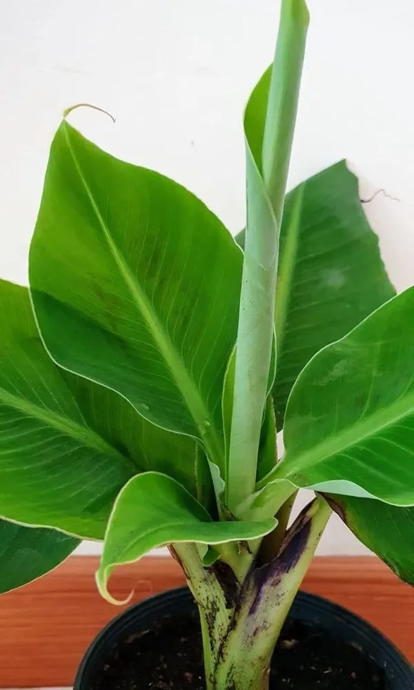 Bahan_Traders_Rear_Dwarf_G9_Banana_Fruit_Plant,_Sweet_Kele_Ka_Ped_1_Healthy_Live_Tree_Suitable_To_Grow_In_Pot