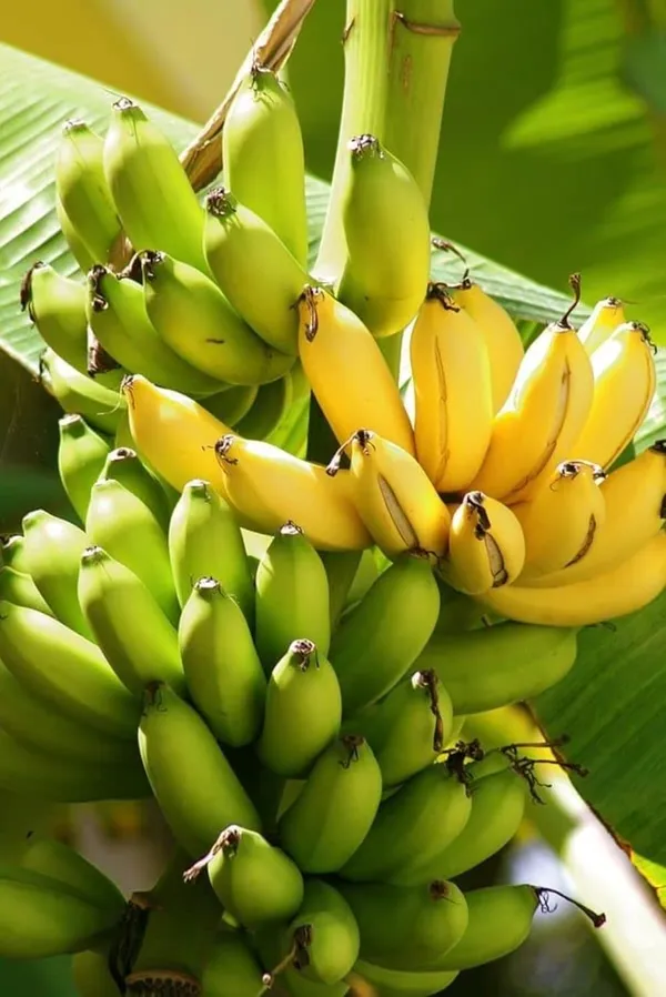 Bahan_Traders_Rear_Dwarf_G9_Banana_Fruit_Plant,_Sweet_Kele_Ka_Ped_1_Healthy_Live_Tree_Suitable_To_Grow_In_Pot