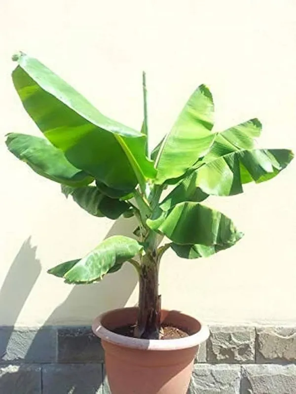 Bahan_Traders_Rear_Dwarf_G9_Banana_Fruit_Plant,_Sweet_Kele_Ka_Ped_1_Healthy_Live_Tree_Suitable_To_Grow_In_Pot