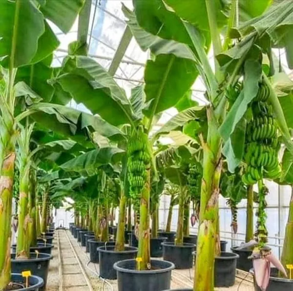 Bahan_Traders_Rear_Dwarf_G9_Banana_Fruit_Plant,_Sweet_Kele_Ka_Ped_1_Healthy_Live_Tree_Suitable_To_Grow_In_Pot