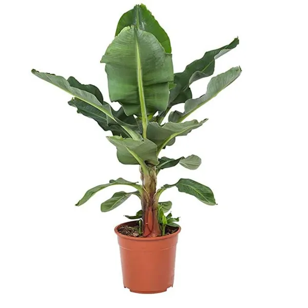 Bahan_Traders_Rear_Dwarf_G9_Banana_Fruit_Plant,_Sweet_Kele_Ka_Ped_1_Healthy_Live_Tree_Suitable_To_Grow_In_Pot