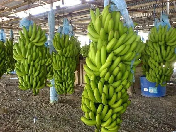 Bahan_Traders_Rear_Dwarf_G9_Banana_Fruit_Plant,_Sweet_Kele_Ka_Ped_1_Healthy_Live_Tree_Suitable_To_Grow_In_Pot