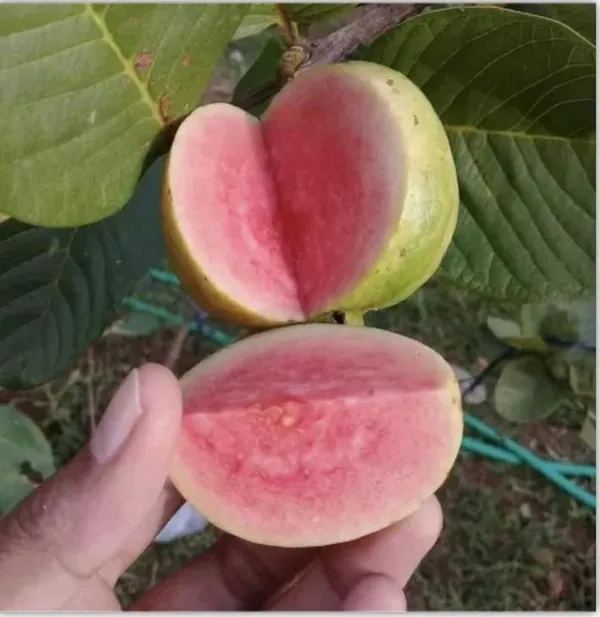 Bahan_Traders_Rare_Red_Diamond_Amrud_Fruit_Plant_Apple_Guava_Expensive_Seedless_Guava_Tree_(Red_Flesh_-_Shape)_1_Live_Berry_Outdoor_Garden_Plant_(1_Healthy_Grafted_Plant_With_Polybag)
