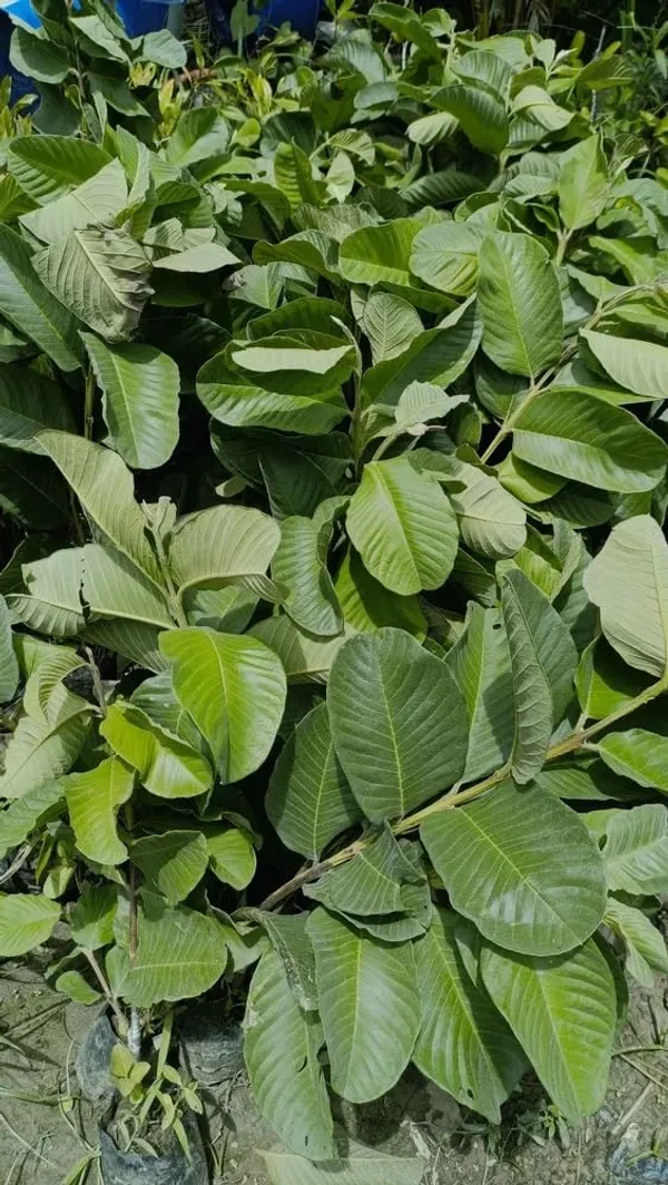 Bahan_Traders_Rare_Red_Diamond_Amrud_Fruit_Plant_Apple_Guava_Expensive_Seedless_Guava_Tree_(Red_Flesh_-_Shape)_1_Live_Berry_Outdoor_Garden_Plant_(1_Healthy_Grafted_Plant_With_Polybag)