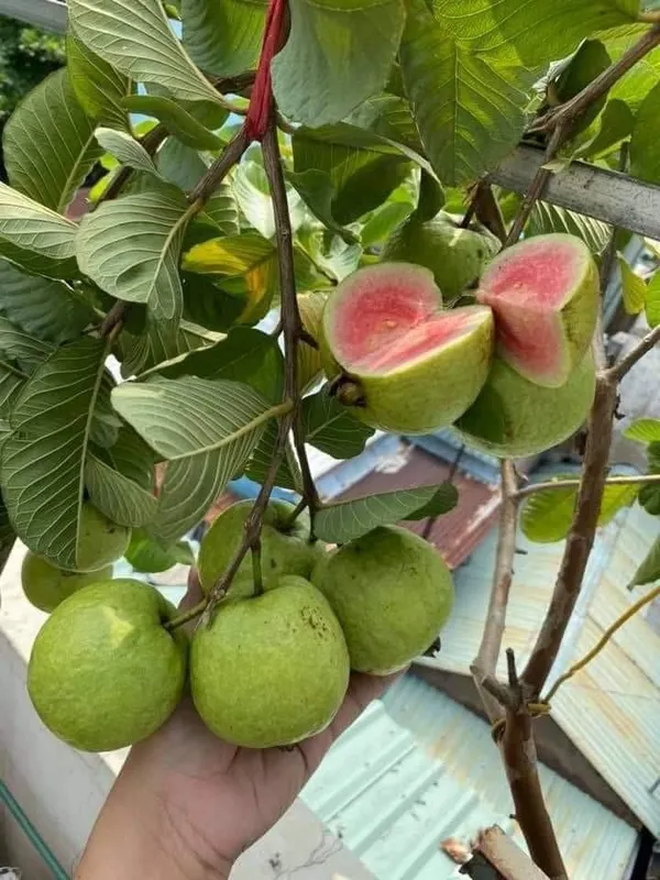 Bahan_Traders_Rare_Red_Diamond_Amrud_Fruit_Plant_Apple_Guava_Expensive_Seedless_Guava_Tree_(Red_Flesh_-_Shape)_1_Live_Berry_Outdoor_Garden_Plant_(1_Healthy_Grafted_Plant_With_Polybag)