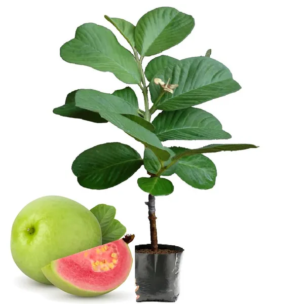 Bahan_Traders_Rare_Red_Diamond_Amrud_Fruit_Plant_Apple_Guava_Expensive_Seedless_Guava_Tree_(Red_Flesh_-_Shape)_1_Live_Berry_Outdoor_Garden_Plant_(1_Healthy_Grafted_Plant_With_Polybag)