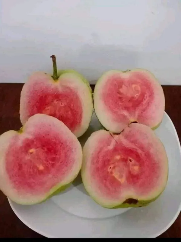 Bahan_Traders_Rare_Red_Diamond_Amrud_Fruit_Plant_Apple_Guava_Expensive_Seedless_Guava_Tree_(Red_Flesh_-_Shape)_1_Live_Berry_Outdoor_Garden_Plant_(1_Healthy_Grafted_Plant_With_Polybag)