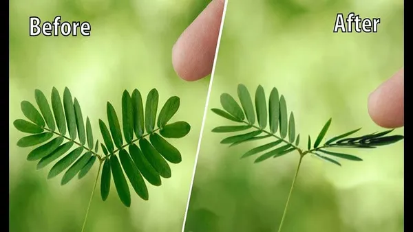Bahan_Traders_Rear_Sensitive_Creeper_Lajalu_-_Mimosa_Pudica,_Touch_Me_Not_Plant,_Lajwanti_Live_Medicinal_Plant