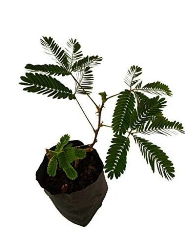 Bahan_Traders_Rear_Sensitive_Creeper_Lajalu_-_Mimosa_Pudica,_Touch_Me_Not_Plant,_Lajwanti_Live_Medicinal_Plant