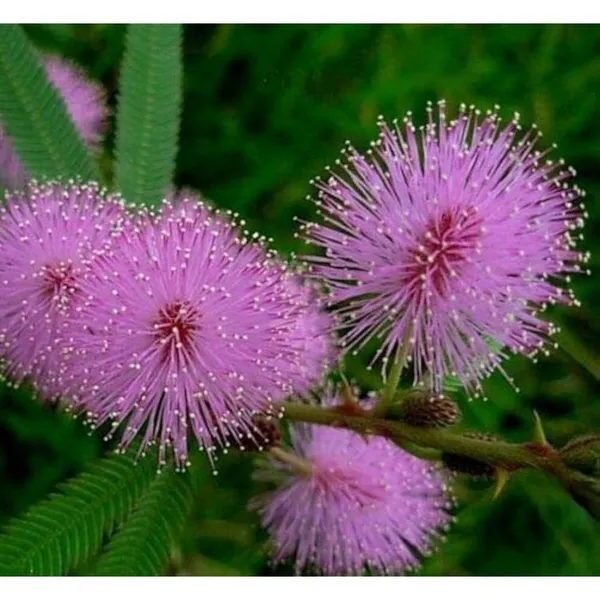 Bahan_Traders_Rear_Sensitive_Creeper_Lajalu_-_Mimosa_Pudica,_Touch_Me_Not_Plant,_Lajwanti_Live_Medicinal_Plant