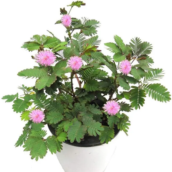 Bahan_Traders_Rear_Sensitive_Creeper_Lajalu_-_Mimosa_Pudica,_Touch_Me_Not_Plant,_Lajwanti_Live_Medicinal_Plant