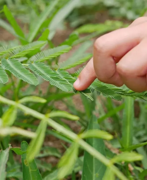 Bahan_Traders_Rear_Sensitive_Creeper_Lajalu_-_Mimosa_Pudica,_Touch_Me_Not_Plant,_Lajwanti_Live_Medicinal_Plant