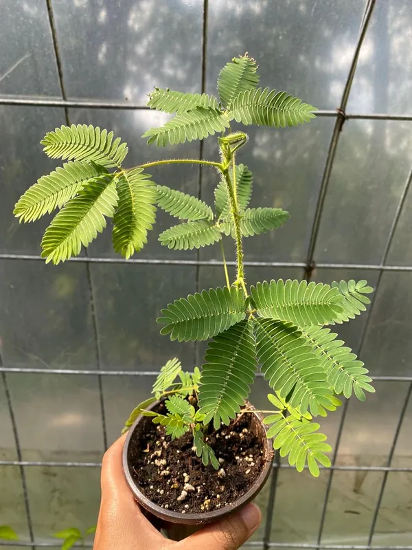 Bahan_Traders_Rear_Sensitive_Creeper_Lajalu_-_Mimosa_Pudica,_Touch_Me_Not_Plant,_Lajwanti_Live_Medicinal_Plant