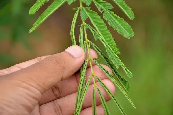 Bahan_Traders_Rear_Sensitive_Creeper_Lajalu_-_Mimosa_Pudica,_Touch_Me_Not_Plant,_Lajwanti_Live_Medicinal_Plant