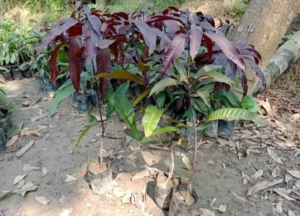 Bahan_Traders_Rere_Black_Kasturi_Mango_Grafted_Live_Plant_(Height_2_-_3_Feet)_Hybrid_(Fruit_After_1.5_-_2_Years)_Exotic_Flavor_&_Abundant_Harvest,_Fast_Growth_-_Ideal_For_Home_Gardens_|_Black_Mango_Tree