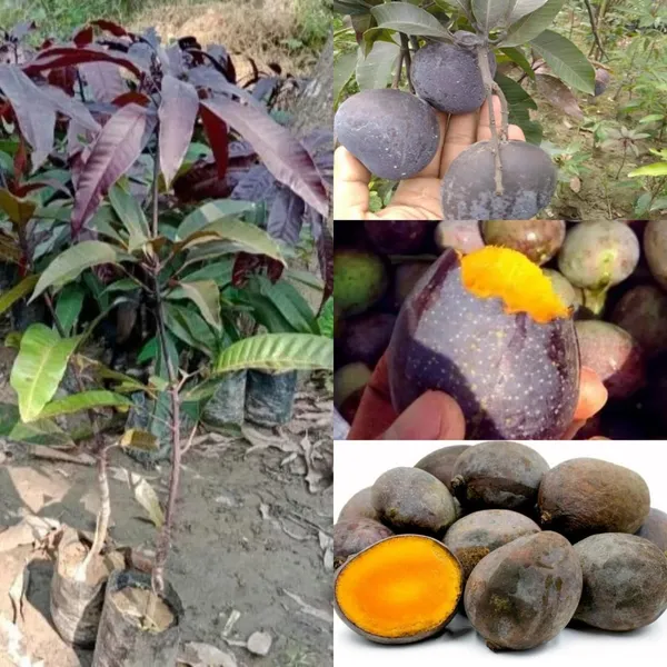 Bahan_Traders_Rere_Black_Kasturi_Mango_Grafted_Live_Plant_(Height_2_-_3_Feet)_Hybrid_(Fruit_After_1.5_-_2_Years)_Exotic_Flavor_&_Abundant_Harvest,_Fast_Growth_-_Ideal_For_Home_Gardens_|_Black_Mango_Tree