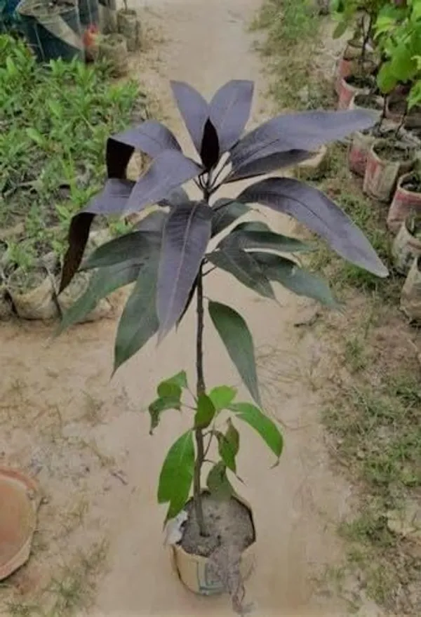 Bahan_Traders_Rere_Black_Kasturi_Mango_Grafted_Live_Plant_(Height_2_-_3_Feet)_Hybrid_(Fruit_After_1.5_-_2_Years)_Exotic_Flavor_&_Abundant_Harvest,_Fast_Growth_-_Ideal_For_Home_Gardens_|_Black_Mango_Tree