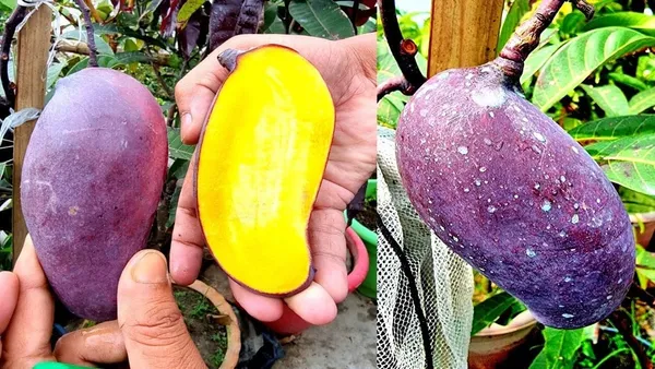 Bahan_Traders_Rere_Black_Kasturi_Mango_Grafted_Live_Plant_(Height_2_-_3_Feet)_Hybrid_(Fruit_After_1.5_-_2_Years)_Exotic_Flavor_&_Abundant_Harvest,_Fast_Growth_-_Ideal_For_Home_Gardens_|_Black_Mango_Tree